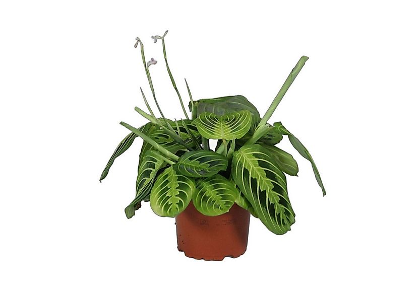 meinvipshop Zimmerpflanze Maranta leuconeura Lemon Lime 1er 30cm günstig online kaufen