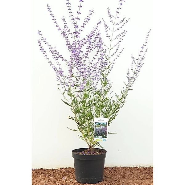 Perovskia Atriplicifolia Blauraute 40-60 cm günstig online kaufen