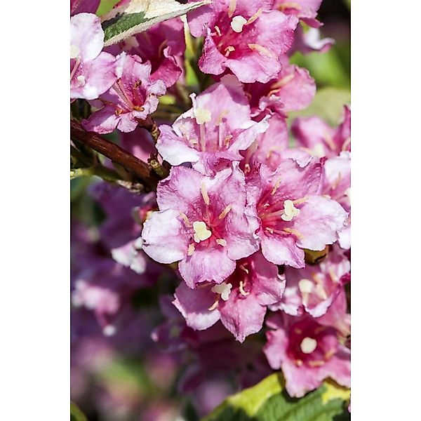 Weigela Florida Nana Variegata Weigelie Buntlaubig 150–200 cm günstig online kaufen