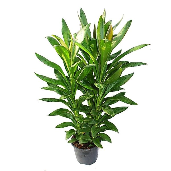 Exotenherz Cordyline Fruticosa Keulenlilie Grün im 19cm Topf günstig online kaufen