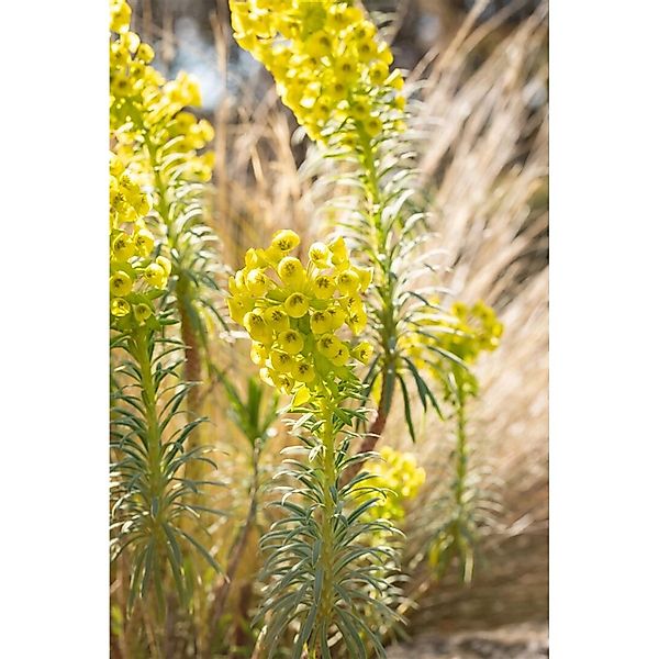 Euphorbia Characias Char. Humpty Dumpty Mittelmeer Wolfsmilch Ca. 11x11 cm günstig online kaufen