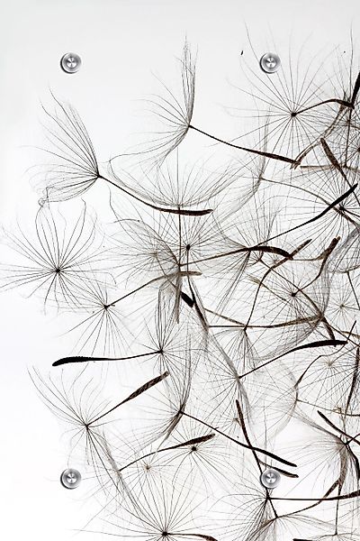 queence Wandgarderobe Pusteblumen - Schwarz/Weiß - günstig online kaufen