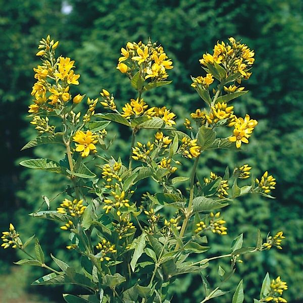 Lysimachia Vulgaris Gewöhnlicher Gilbweiderich Ca. 9x9 cm Topf günstig online kaufen