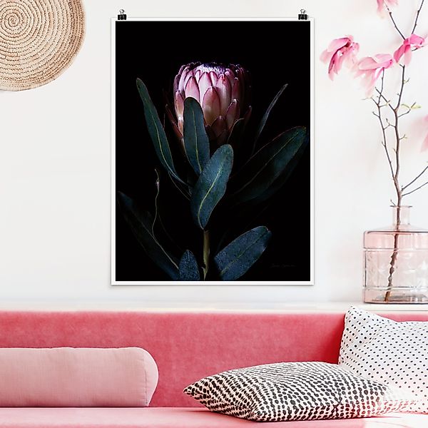 Poster Protea Portrait günstig online kaufen