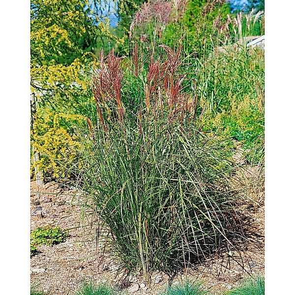 Miscanthus Sinensis Roter Oktober Chinaschilf Rot 3-5 Liter Container günstig online kaufen