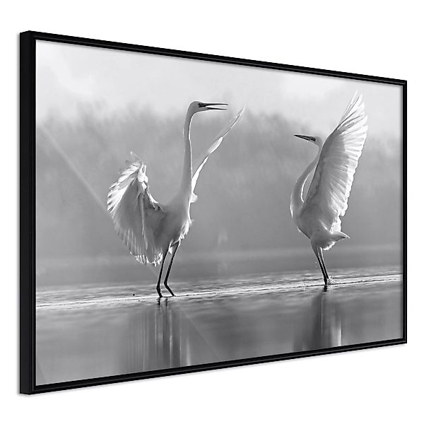 Poster - Black And White Herons günstig online kaufen