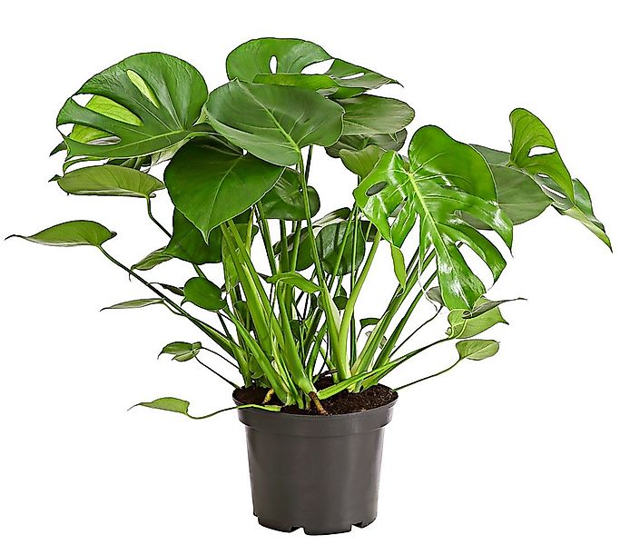 Dehner Zimmerpflanze Fensterblatt, Monstera deliciosa, geschlitztes Blattwe günstig online kaufen
