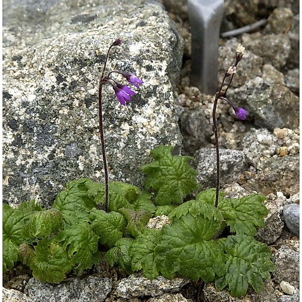 Heilglöcklein Alpen Glöckchen - Cortusa matthioli günstig online kaufen