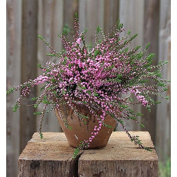 10x Besenheide Red Favorit - Calluna vulgaris günstig online kaufen