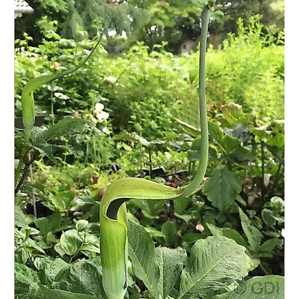 Grüner Feuerkolben - Arisaema tortuosum günstig online kaufen