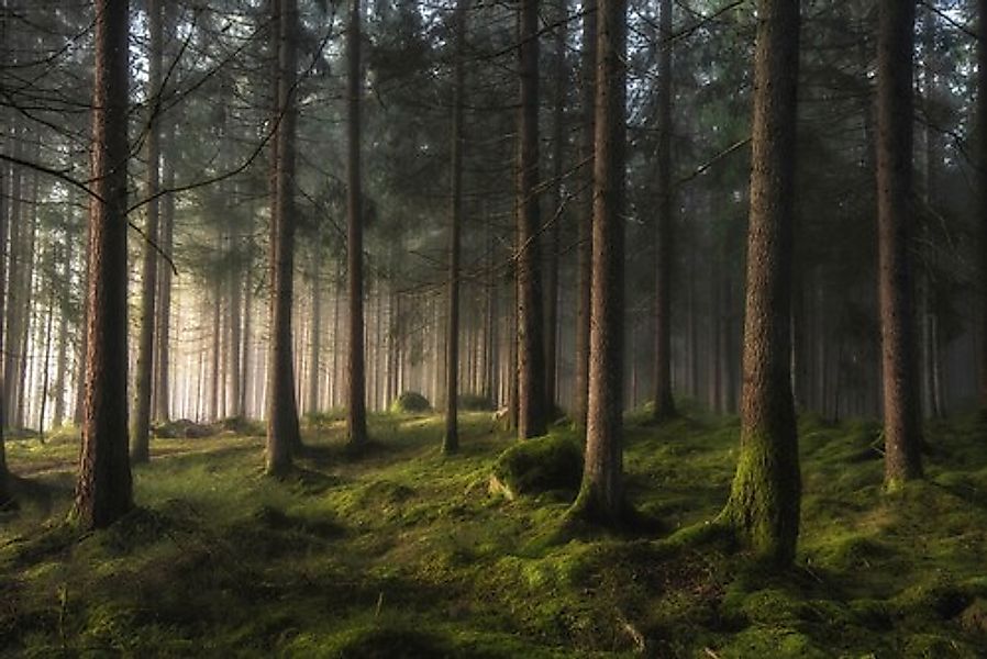 Papermoon Fototapete »Photo-Art BENNY PETTERSSON, WALD EIN GEFÜHL VON FRÜHL günstig online kaufen