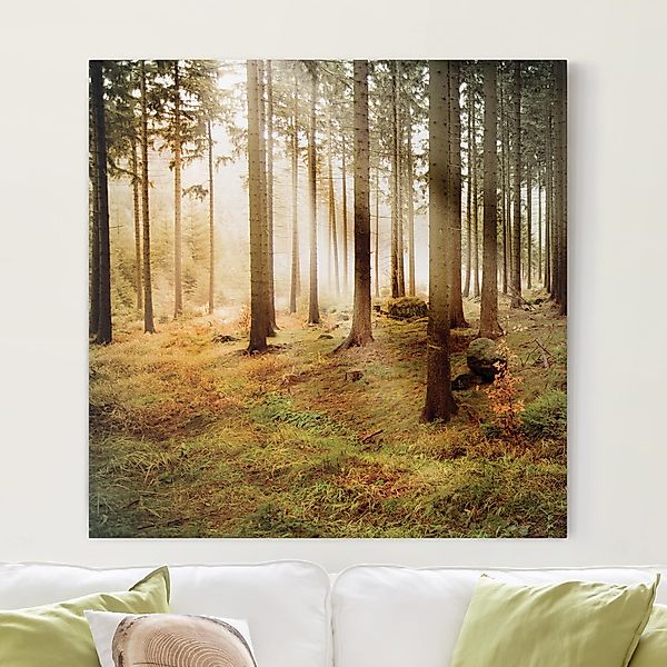 Leinwandbild - Quadrat Morning Forest günstig online kaufen