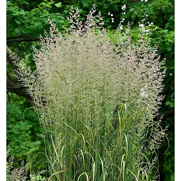 Reitgras Karl Förster - großer Topf - Calamagrostis acutiflora günstig online kaufen