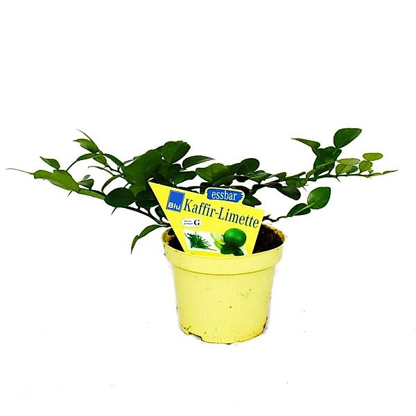 Exotenherz Kaffirlimette Citrus Hystrix 1 Pflanze Kaffernlimette Gewürzpfla günstig online kaufen