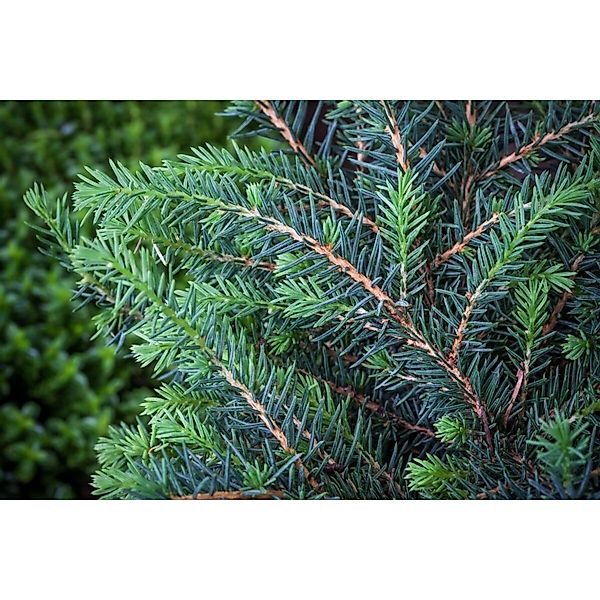 Picea Omorika Zuckerhut Serbische Fichte Kompakt 50–60 cm günstig online kaufen