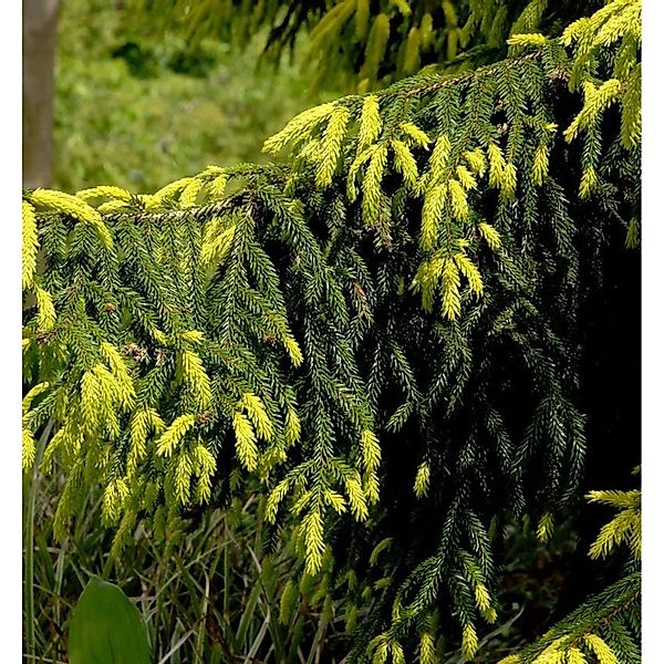 Goldspitzen-Fichte Aureaospicata 30-40cm - Picea orientalis günstig online kaufen