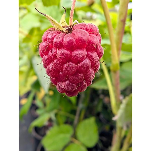 Himbeere Autumn First 40 - 60 cm Rubus idaeus günstig online kaufen