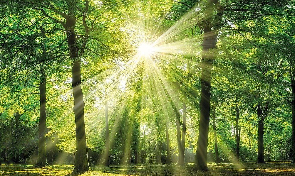 Bönninghoff Leinwandbild Sonnenstrahl, (1 St) günstig online kaufen