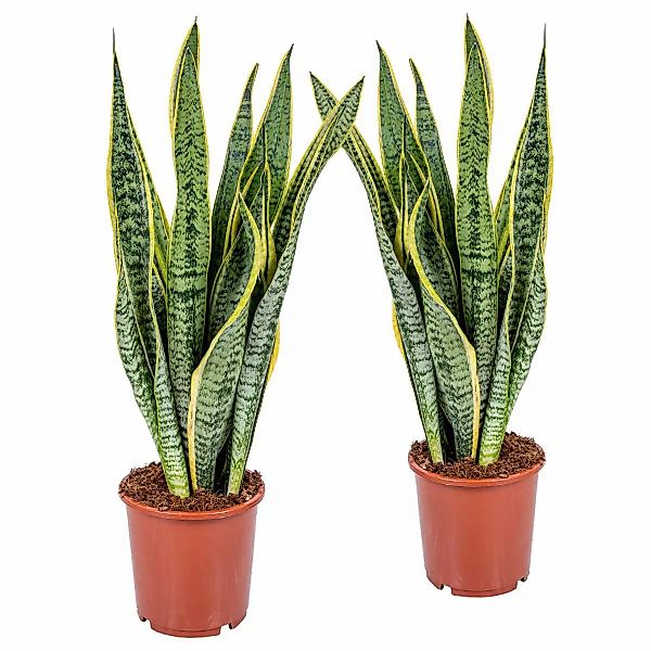 Casa Caron | 2er-Set Sansevieria trifasciata LaurentiixL günstig online kaufen