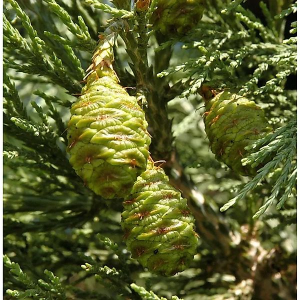 Kalifornischer Mammutbaum 60-80cm - Sequoiadendron giganteum günstig online kaufen