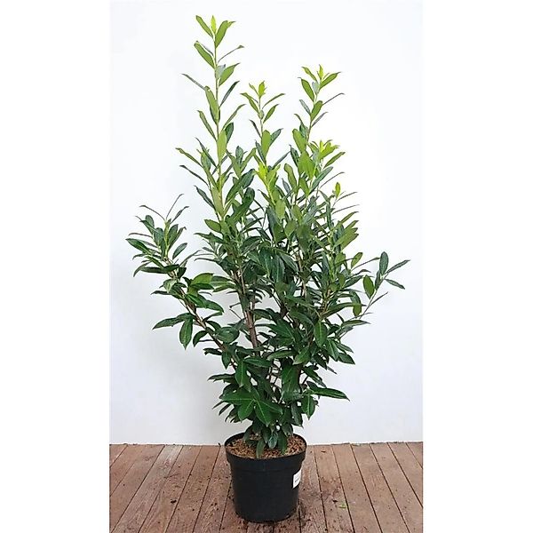 Prunus,aurocerasus 'Caucasica' 120-140 cm günstig online kaufen