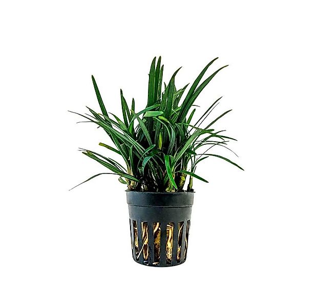Aquaone Wasserpflanze Terrarium Pflanze Ophiopogon kyoto Topf Nr.406T günstig online kaufen