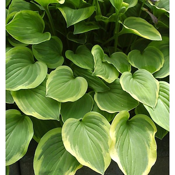 Felsen Funkie Golden Tiara - Hosta nakaiana günstig online kaufen