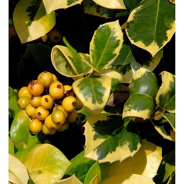 Hochstamm Gelbbunte Stechpalme Ilex Golden van Tol 80-100cm günstig online kaufen