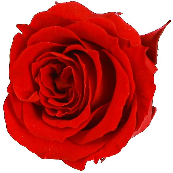 Kunstblume Infinity Rosen Rot Ø3cm 16 günstig online kaufen