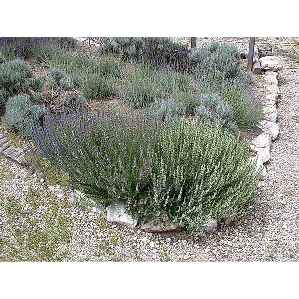 Lavandula X Intermedia Grappenhall Lavendel Ca. 9x9 cm Topf günstig online kaufen