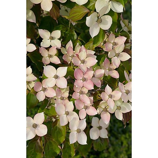 Cornus Kousa Dwarf Pink Japanischer Blumen-Hartriegel Rosa 40–60 cm günstig online kaufen