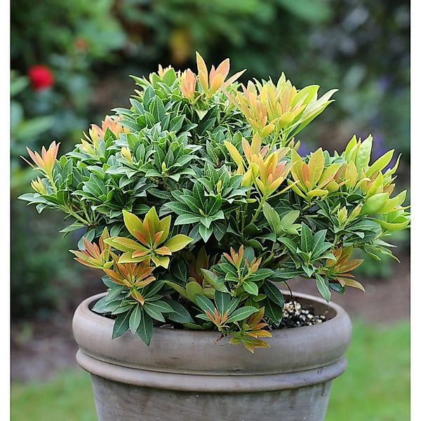 Schattenglöckchen Lavendelheide Sarabande 20-25cm - Pieris japonica günstig online kaufen