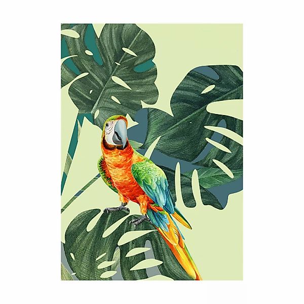 Komar Poster Green-Winged Macaw günstig online kaufen