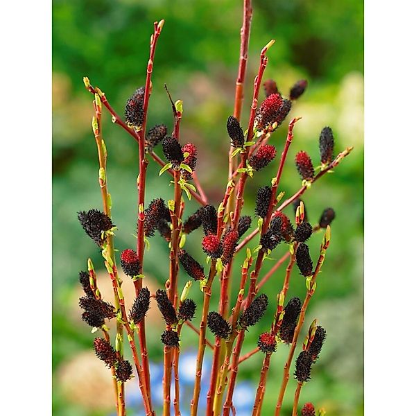 Salix Melanostachys Schwarzer Kätzchenweide 60 cm Stammhöhe günstig online kaufen