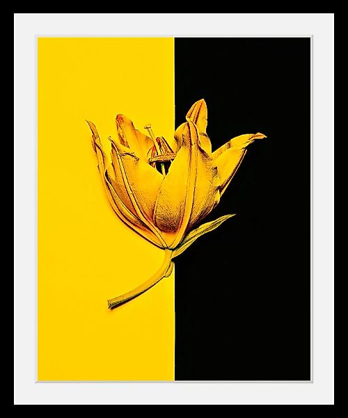 queence Bild »Blüte« günstig online kaufen