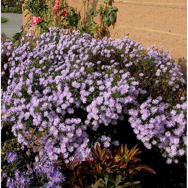 Sommeraster Kylie - Aster amellus günstig online kaufen