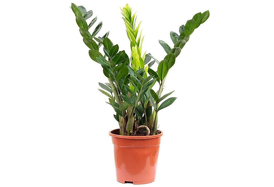 Flowerbox Zimmerpflanze Glücksfeder - Zamioculcas zamiifolia 3+, - Höhe ca. günstig online kaufen