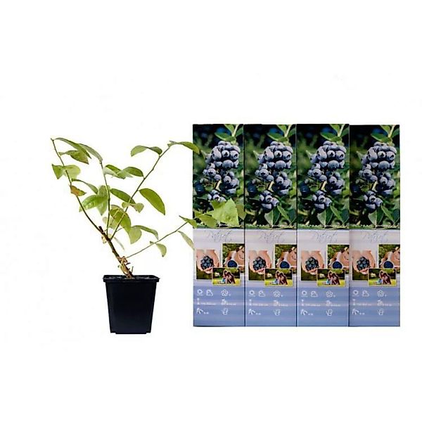 OH2 | Set mit 4 Heidelbeerpflanzen Patriot günstig online kaufen