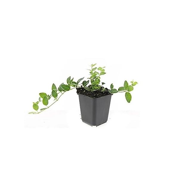 Exotenherz Bodendecker Immergrün Vinca Minor Argenteovariegata 9cm Topf Set günstig online kaufen