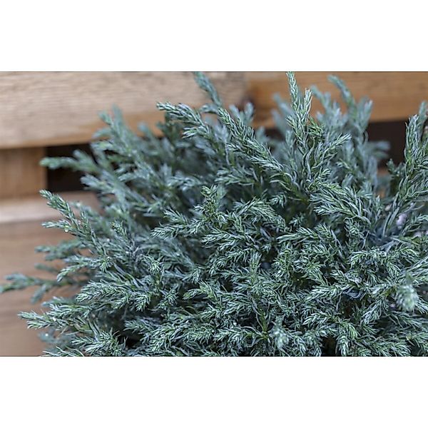 Chamaecyparis Pisifera Baby Blue Scheinzypresse Blau 40 cm Stammhöhe günstig online kaufen