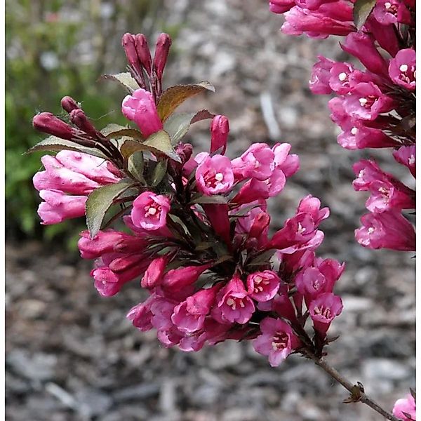 Hochstamm Weigelie Bouquet Rose 80-100cm - Weigela florida günstig online kaufen