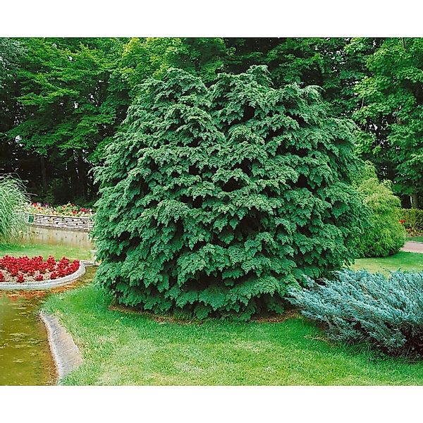 Chamaecyparis Lawsoniana Nidiformis Scheinzypresse 80 cm Stammhöhe günstig online kaufen