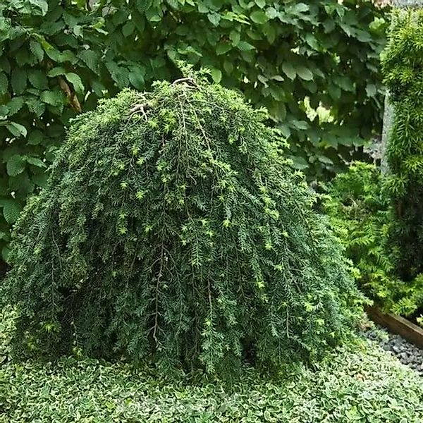 Hängende Kanadische Hemlocktanne 40-60cm - Tsuga canadensis günstig online kaufen