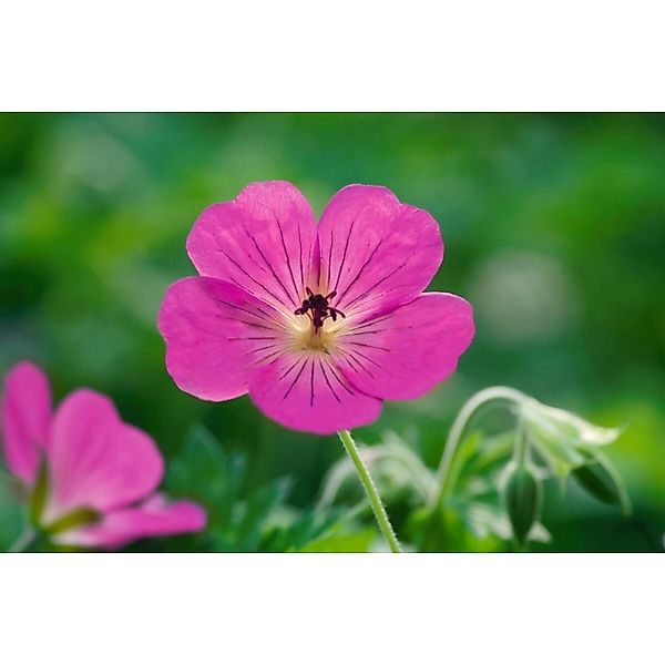 Geranium Wallichianum Pink Penny R Storchschnabel Ca. 11x11 cm Topf günstig online kaufen