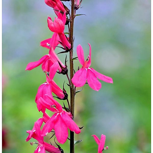 Prachtlobelie Starship Deep Rose - Lobelia speciosa günstig online kaufen