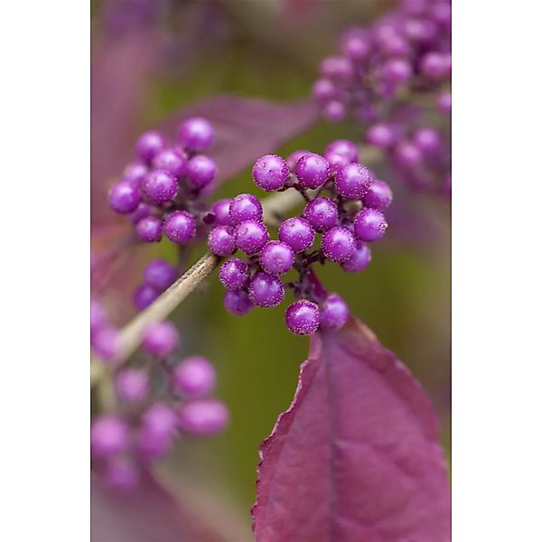 Callicarpa Bodinieri Giraldii Schönfrucht 60–80 cm Violette Beeren günstig online kaufen