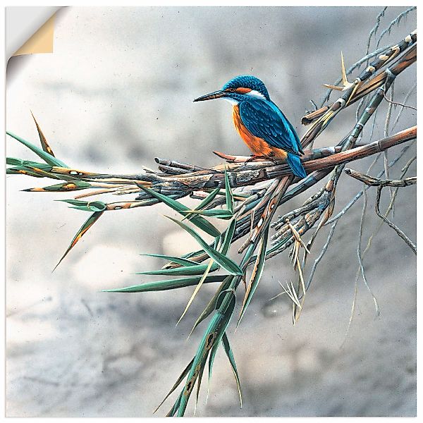 Artland Wandbild "Eisvogel I", Vögel, (1 St.), als Leinwandbild, Poster, Wa günstig online kaufen