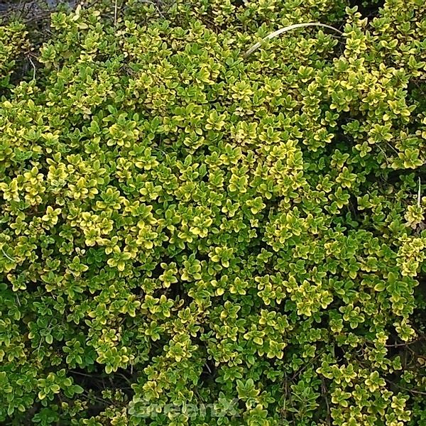 Echter Zitronen Thymian Golden King - Thymus citriodorus günstig online kaufen