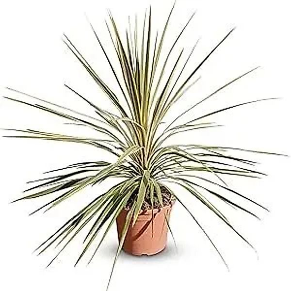 Sunny-Tree Cordyline Australis 'Dazzler' Keulenlilie  100 cm 10 L Topf  Win günstig online kaufen