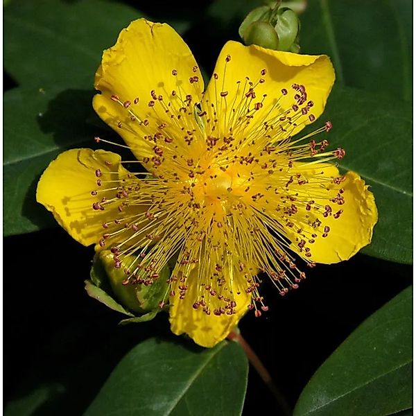 Teppich Johanniskraut Rose von Sharon - Hypericum calycinum günstig online kaufen